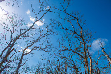 Withered Tree