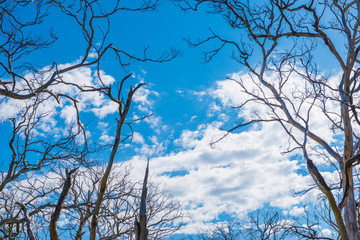 Withered Tree