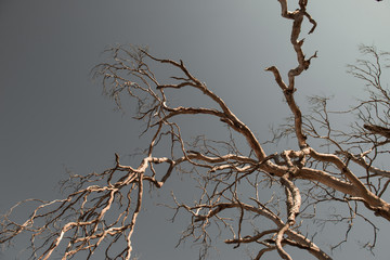 Withered Tree