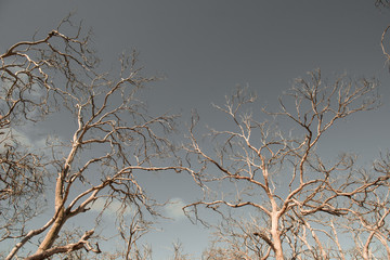 Withered Tree