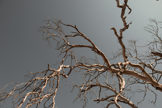 Withered Tree