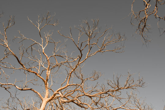 Withered Tree