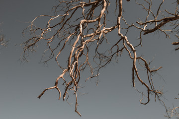 Withered Tree