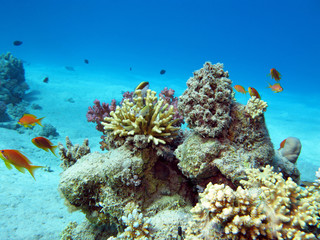 Fototapeta na wymiar coral reef with hood coral, underwater