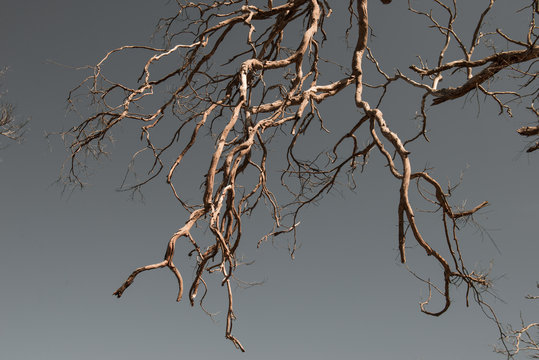 Withered Tree