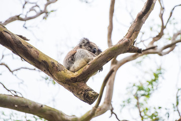 Close up of koala at sanctuary in Australia