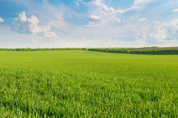 Fototapeta premium green field and blue sky with light clouds