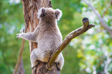 Close up of koala at sanctuary in Australia