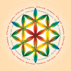 Obraz premium Flower of life