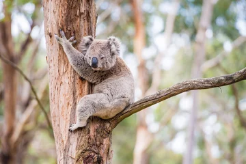 Foto op Plexiglas Close-up van koala in opvangcentrum in Australië © superjoseph
