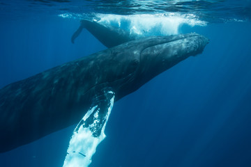 Naklejka premium Whales Underwater