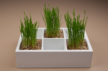 Green grass in decorative white box