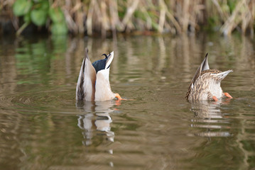 Mallard, Anas platyrhynchos