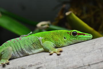 Madagascar day gecko