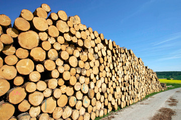 FichtenholzausWindbruchunserwald