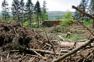 FichtenwaldWindbruchAufforstung