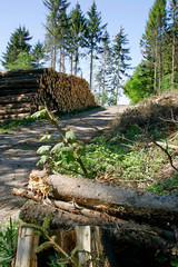 FichtenwaldWindbruchAufforstung