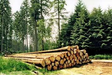 FichtenbauholzMoebelindustrie