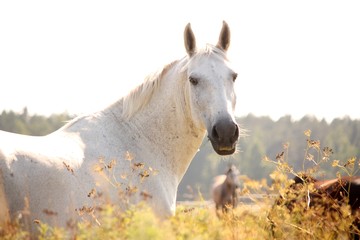 Portrait of white horse in sunset - obrazy, fototapety, plakaty