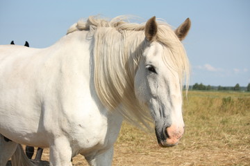 Obraz na płótnie Canvas Beautiful white shire horse portrait in rural area