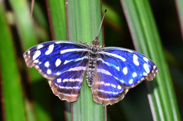 Blue Wave butterfly lands in the gardens