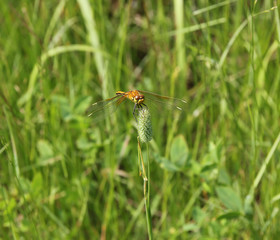 Yellow dragonfly sits on a stalk sedge meadow with blurred backg