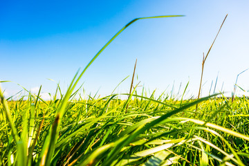 Meadow in the grass. View from ground level, focus on the grass