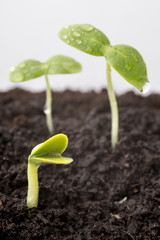 From seeds grown young seedlings.