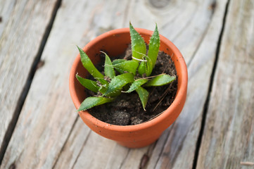 cactus en pot sur table en bois