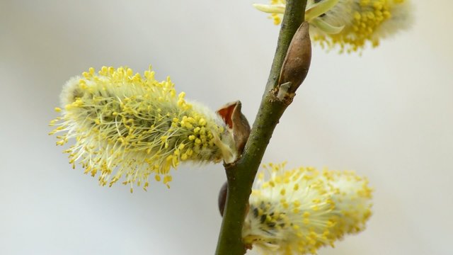 Weidenbl&uuml;te mit Biene