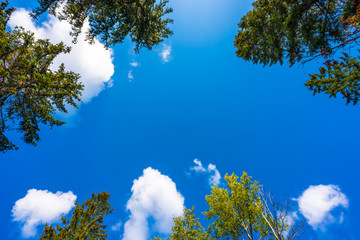 The trees in the forest against the blue sky with clouds