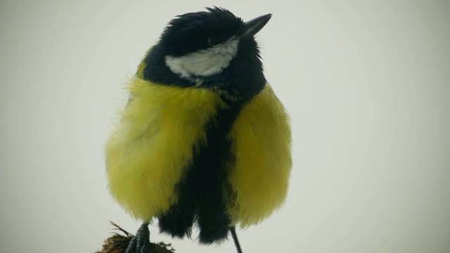 Great tits close up fight