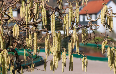 Fototapeta na wymiar Catkins alder