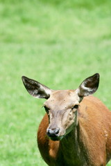 Naklejka na ściany i meble a female red deer on a green field