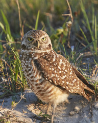 Florida Burrowing Owl