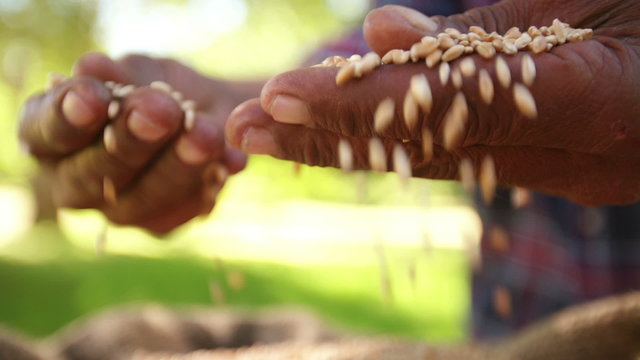 Farmer holding wheat grain in his hand, falling slow motion
