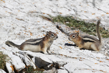 Pair of Golden-mantled Ground Squirrels - Alberta, Canada