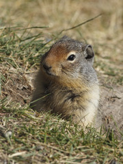 Naklejka na ściany i meble Columbian Ground Squirrel Peering out of its Burrow - Banff, Can