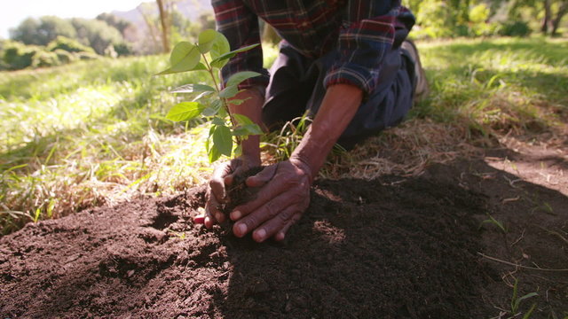 Hands carrying a sapling planting new tree