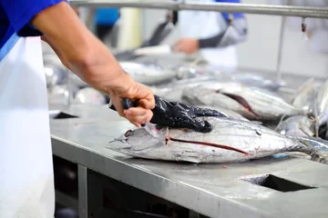 Fototapete Fish das Schneiden eines Thunfischs in der Fabrik, Thunfischverarbeitung