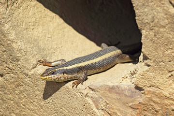African lizard known as striped skink, Trachylepsis striata