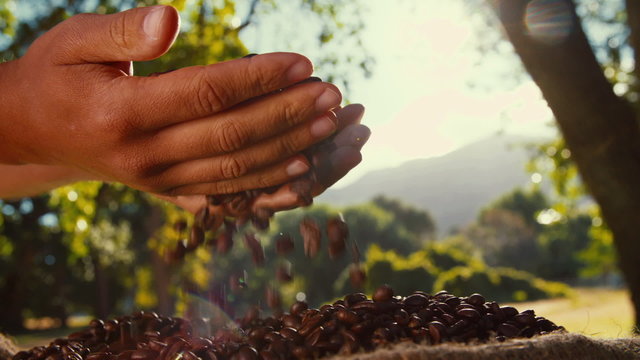 Coffee beans falling through hands of farmer