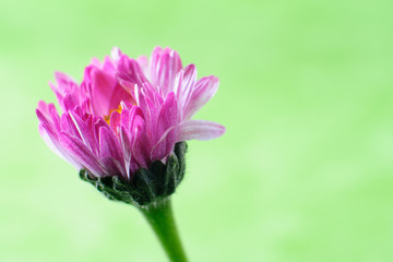 Fiore in studio still life, sfondo verde
