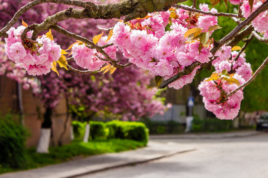 pink sakura blossom on street