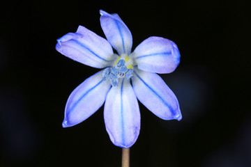 First spring flower, Scilla Bifolia