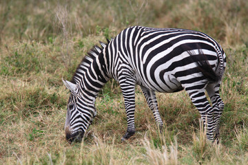 Fototapeta na wymiar Grevys Zebra