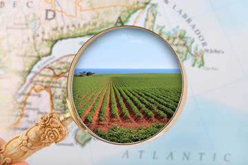 Prince Edward Island potatoes