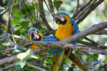 Blue and Gold (Ara ararauna)