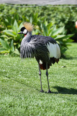 Crowned Crane (balearica regulorum)