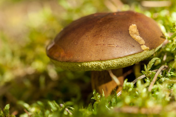 large mushroom